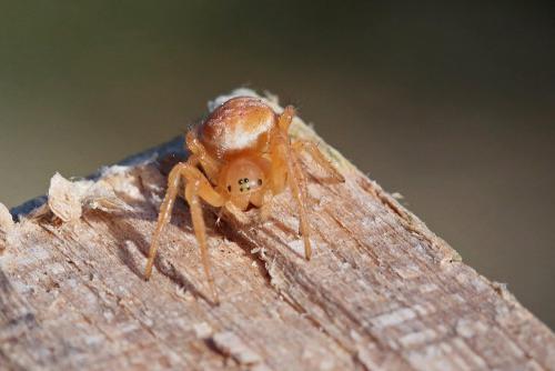 Araniella sp.